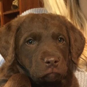 Meet your Posher, Abby